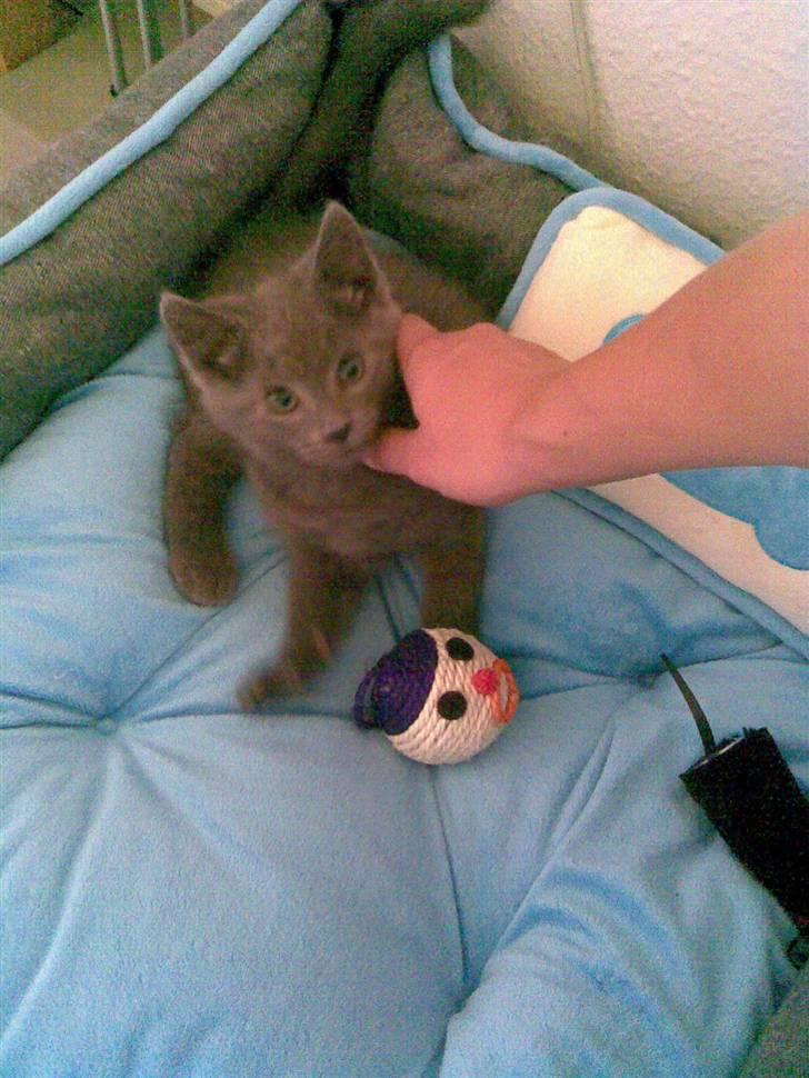 Huskat Ib billede 11