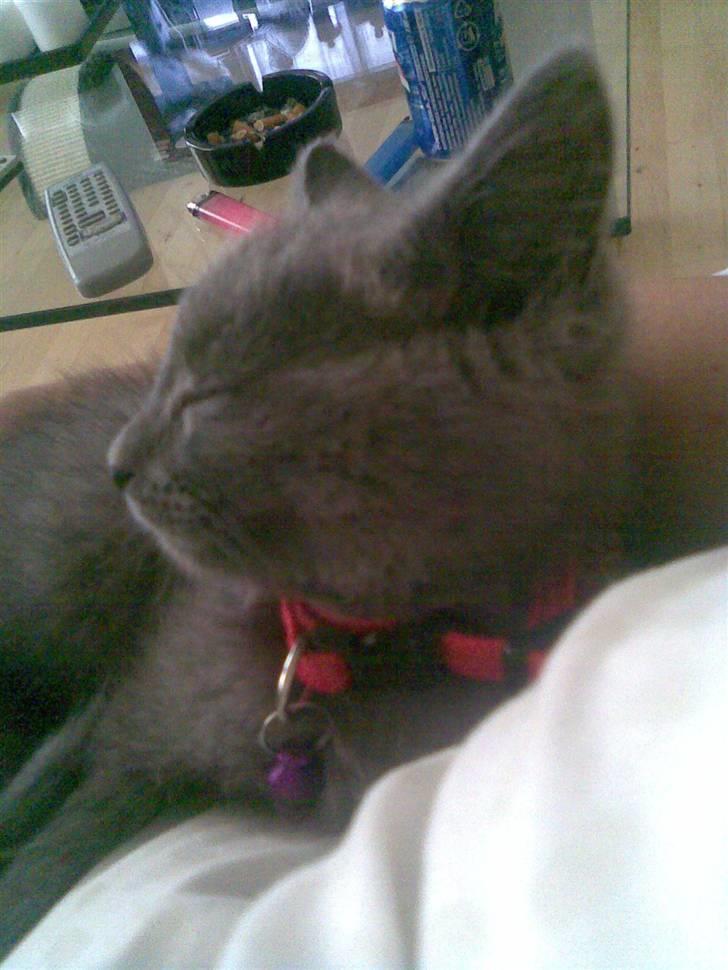 Huskat Ib billede 12