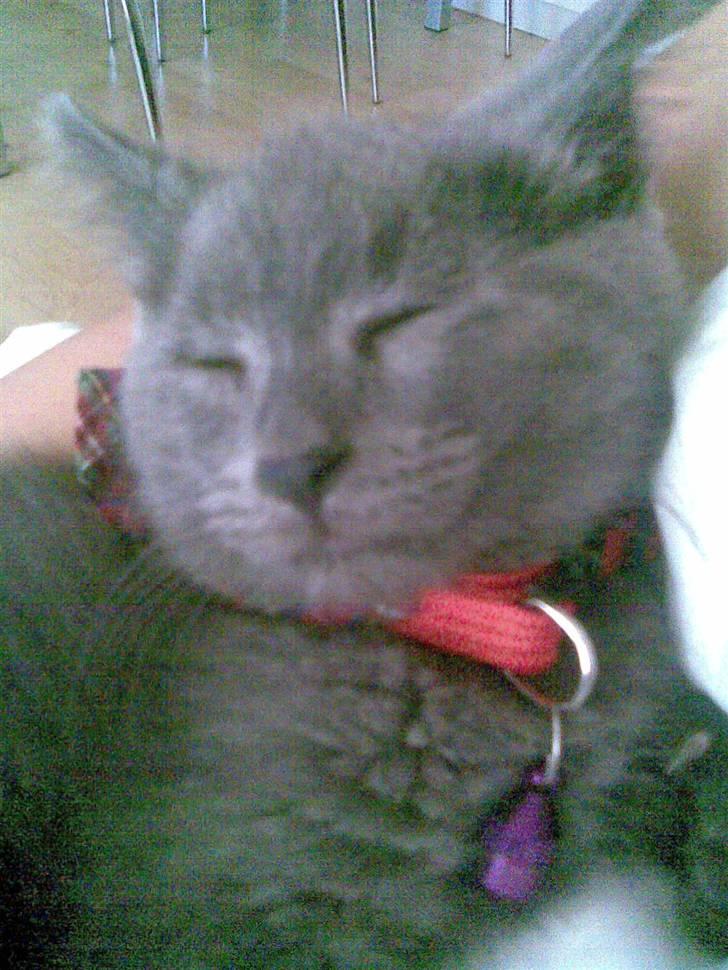 Huskat Ib billede 13