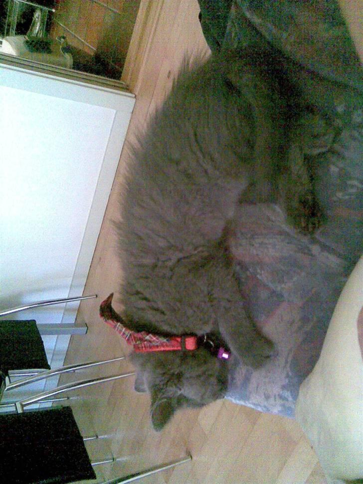 Huskat Ib - Lur på armlænet billede 14