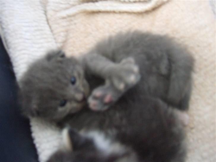 Huskat Ib billede 15