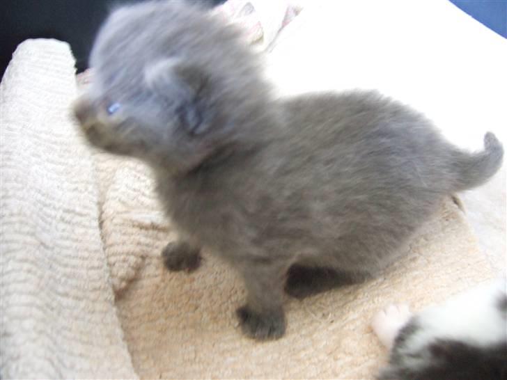 Huskat Ib billede 16