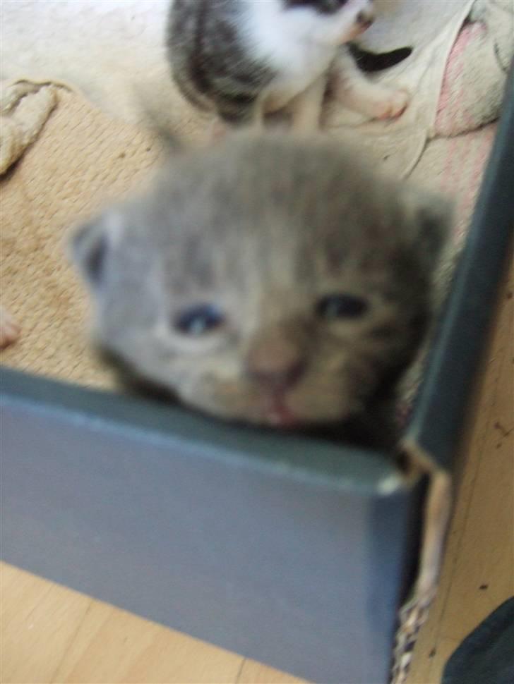 Huskat Ib billede 17