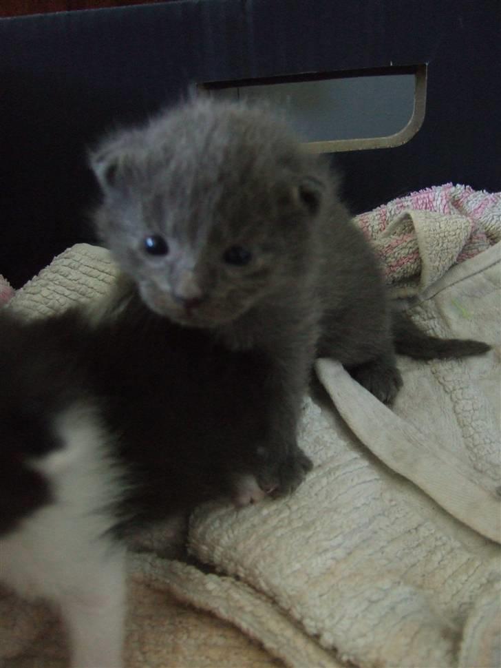 Huskat Ib billede 18