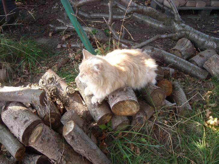 Maine Coon DK Nakipa`s Obsession billede 4