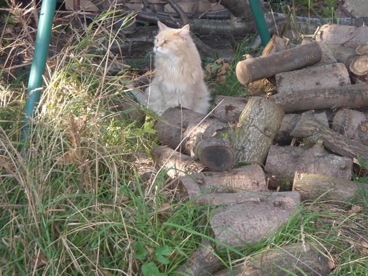 Maine Coon DK Nakipa`s Obsession billede 5