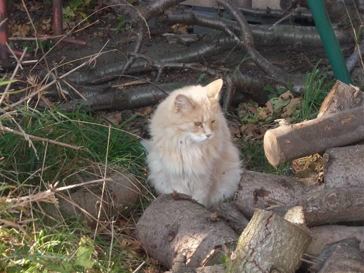 Maine Coon DK Nakipa`s Obsession billede 6