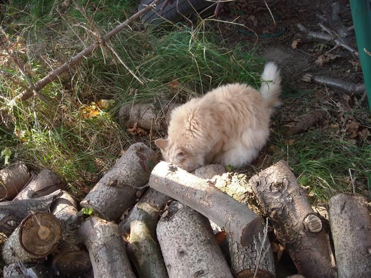 Maine Coon DK Nakipa`s Obsession billede 7