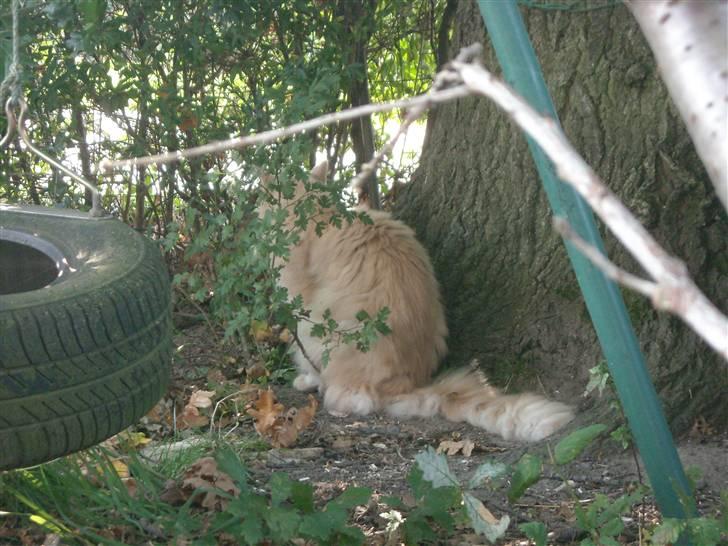 Maine Coon DK Nakipa`s Obsession billede 8