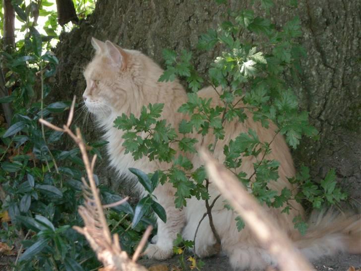 Maine Coon DK Nakipa`s Obsession billede 9