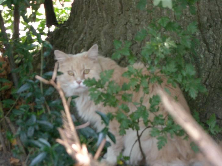 Maine Coon DK Nakipa`s Obsession billede 10