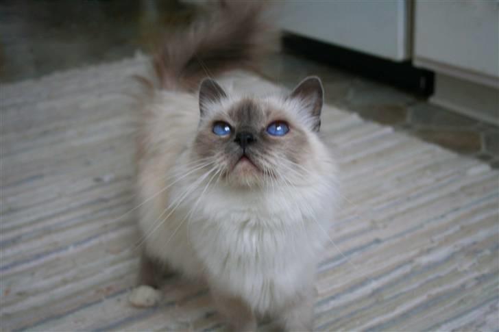 Hellig Birma Dk Odgaards sweet bianna  billede 13