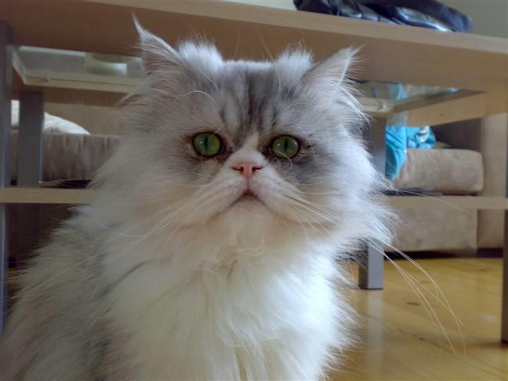 Perser Eddie billede 1