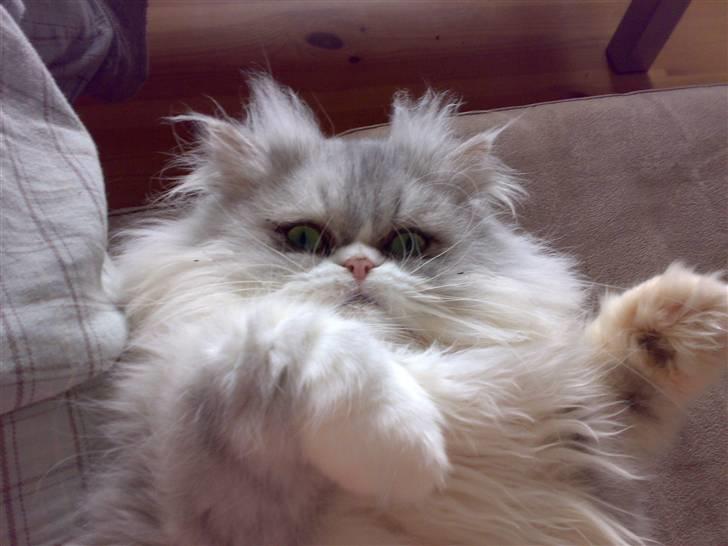 Perser Eddie billede 2