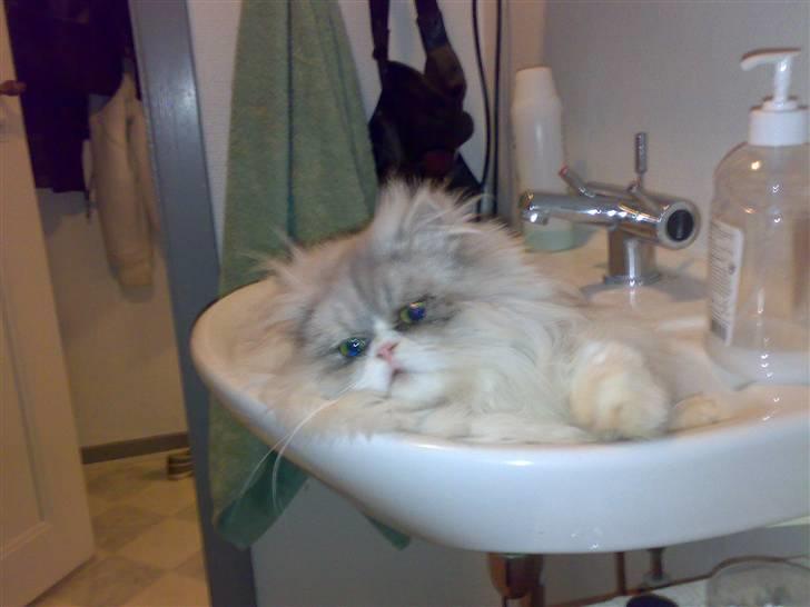 Perser Eddie billede 3