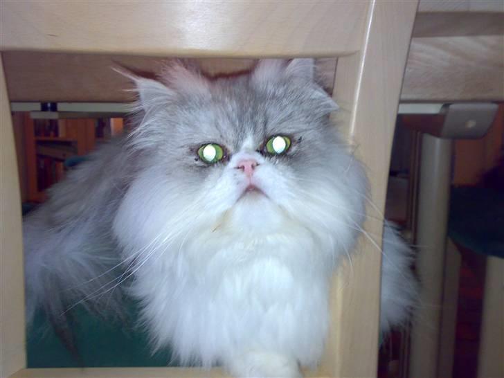 Perser Eddie billede 4