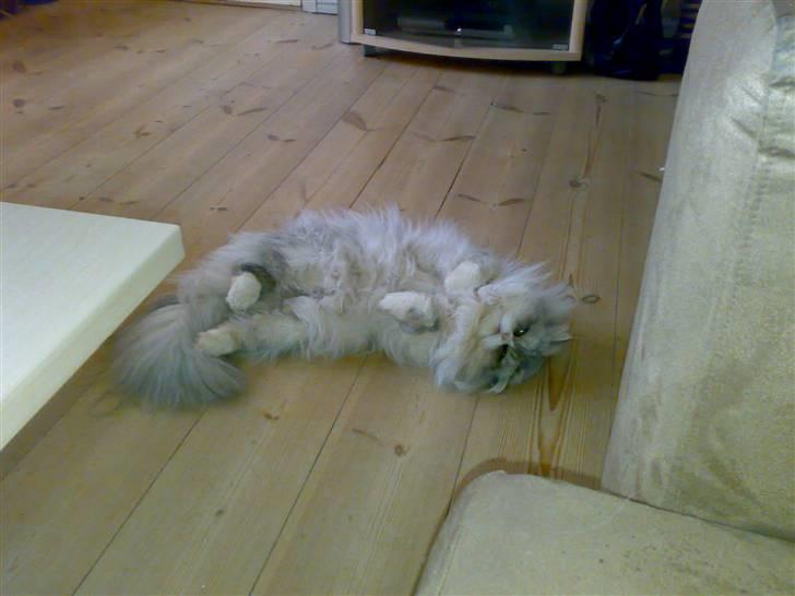 Perser Eddie billede 5