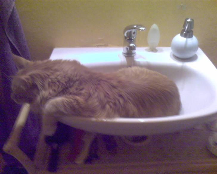 Maine Coon Tyson - er der en mus??? billede 2