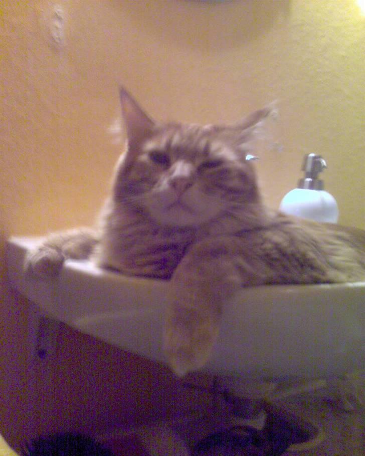 Maine Coon Tyson - Holder lige lidt øje med min mor billede 3