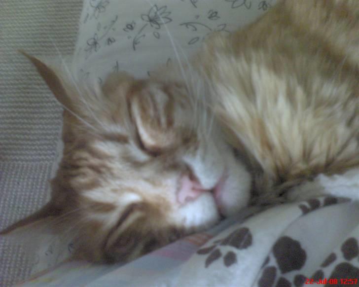 Maine Coon Tyson - læner mig lige op ad mor. billede 4