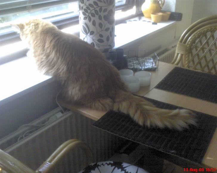 Maine Coon Tyson - Hvem kommer mon??? billede 5