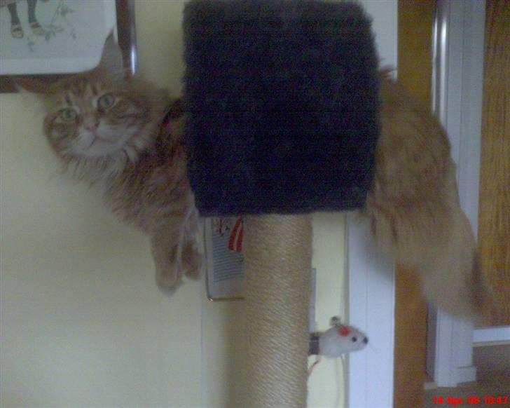 Maine Coon Tyson - ligner vidst en "hængt" kat i dag billede 6