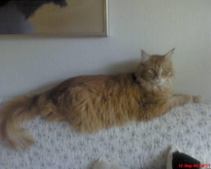 Maine Coon Tyson - tager en slapper på sofaryggen billede 7