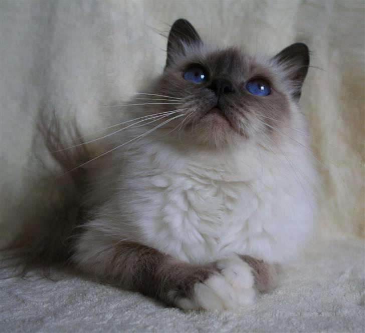 Hellig Birma Dk Odgaards sweet bianna  billede 14