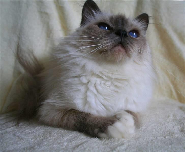 Hellig Birma Dk Odgaards sweet bianna  billede 15