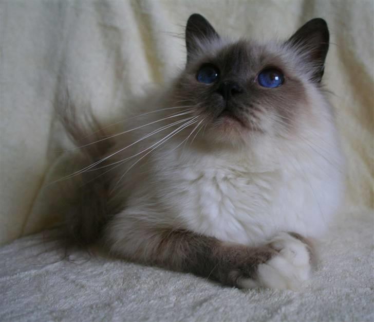 Hellig Birma Dk Odgaards sweet bianna  billede 16