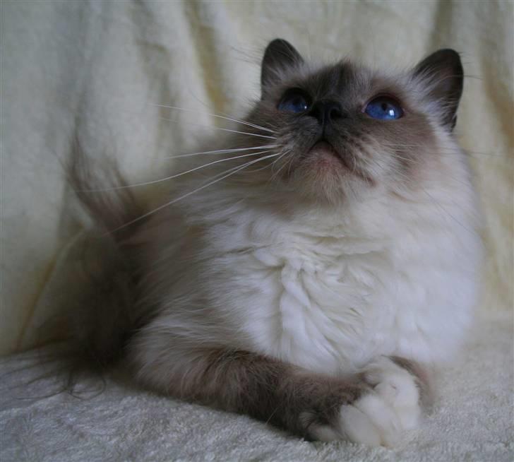 Hellig Birma Dk Odgaards sweet bianna  billede 17