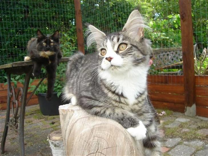 Maine Coon antocats caffe latte girl billede 1