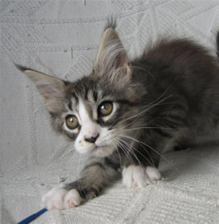 Maine Coon antocats caffe latte girl - 9 uger billede 2