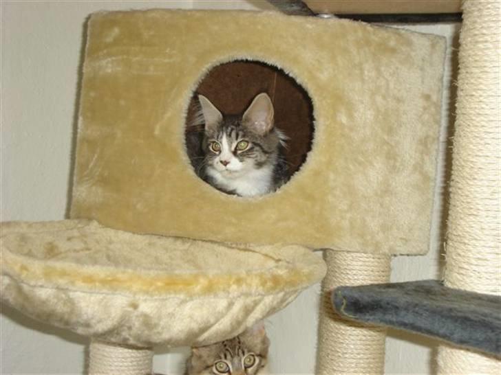 Maine Coon antocats caffe latte girl billede 3