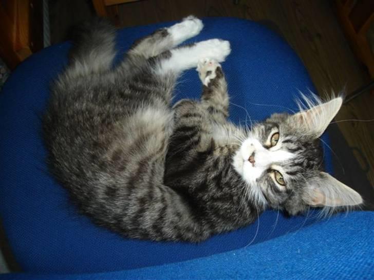 Maine Coon antocats caffe latte girl billede 4