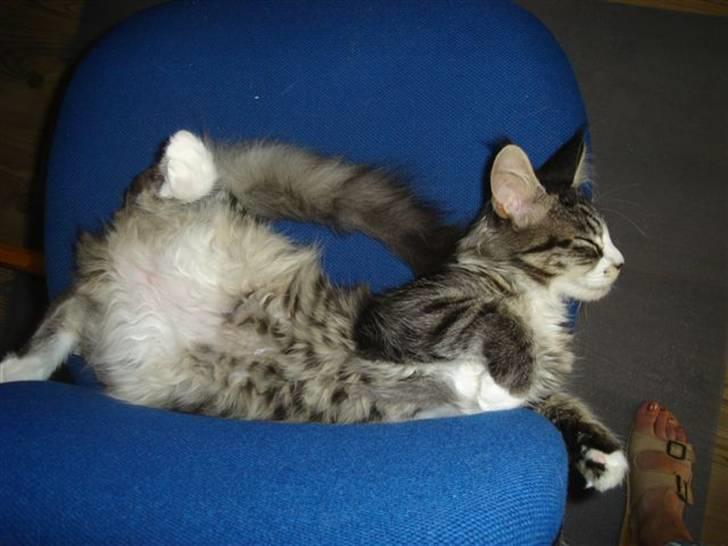 Maine Coon antocats caffe latte girl billede 5