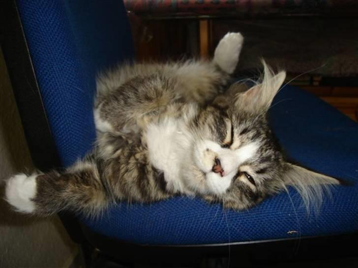 Maine Coon antocats caffe latte girl billede 6