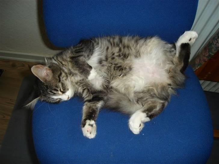 Maine Coon antocats caffe latte girl - ååhhh ja det er dejligt at ligge her billede 7