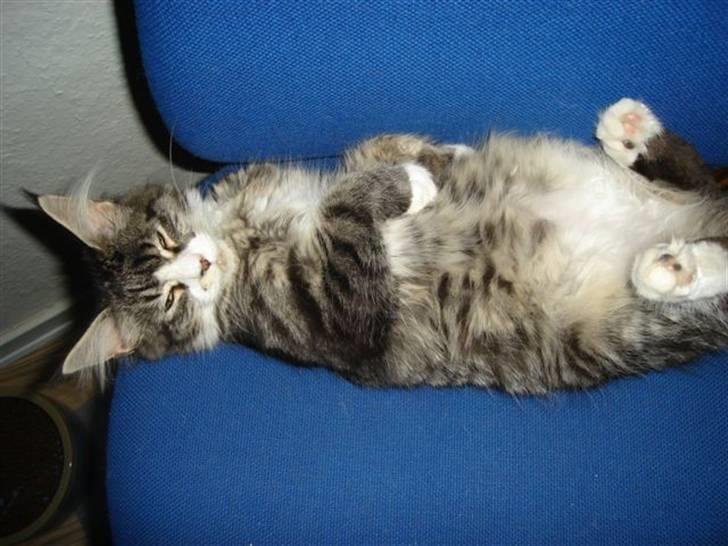 Maine Coon antocats caffe latte girl billede 8