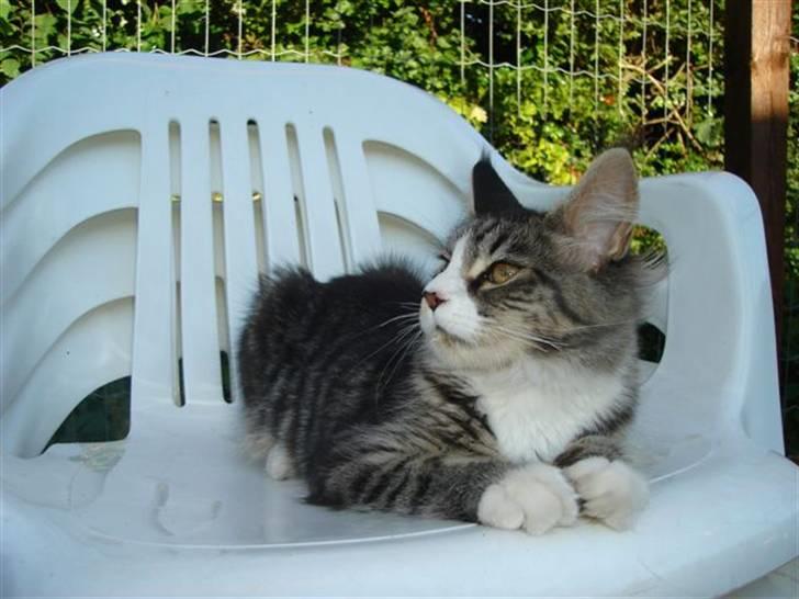 Maine Coon antocats caffe latte girl billede 11