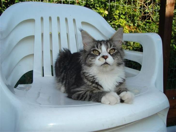 Maine Coon antocats caffe latte girl billede 12