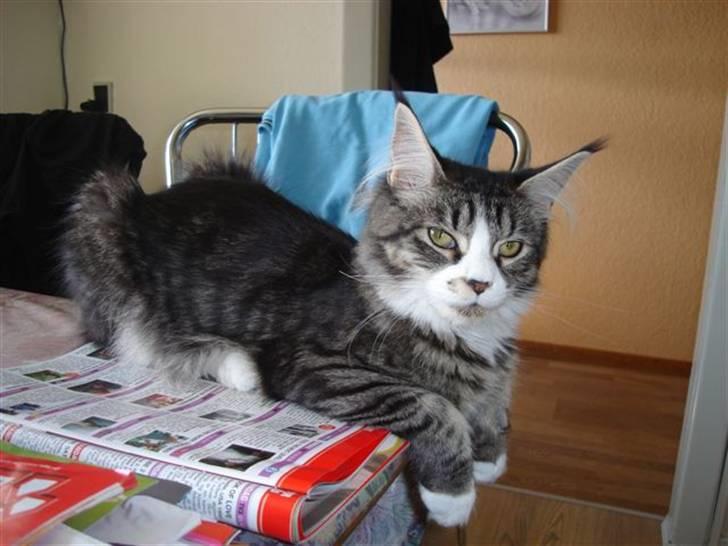 Maine Coon antocats caffe latte girl billede 13