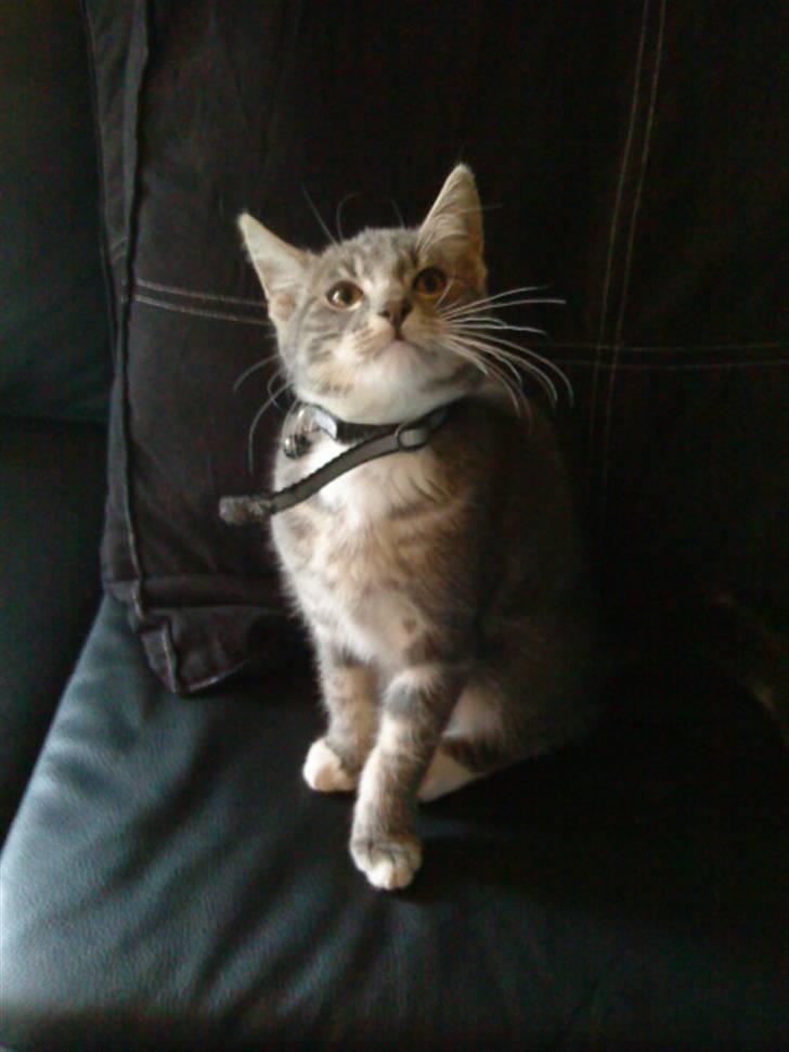 Huskat Dobby billede 1