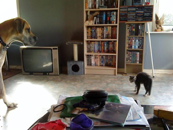 Huskat Dobby billede 2