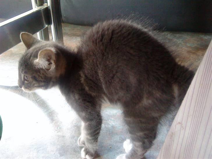 Huskat Dobby billede 3