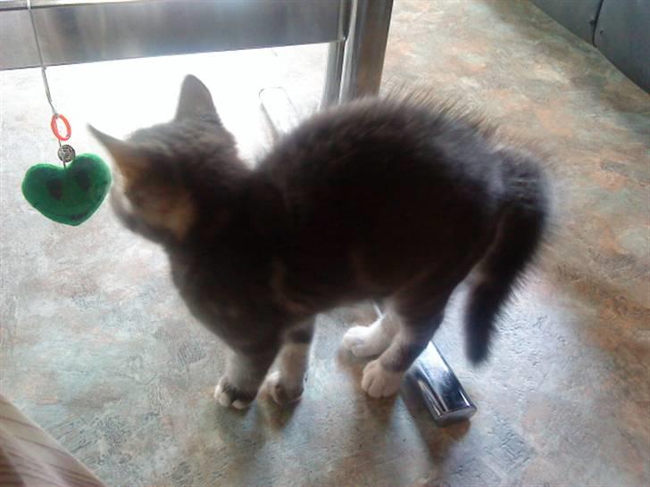 Huskat Dobby billede 4