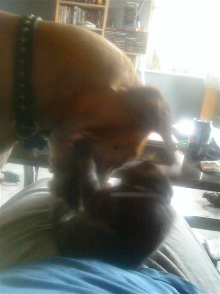 Huskat Dobby billede 5