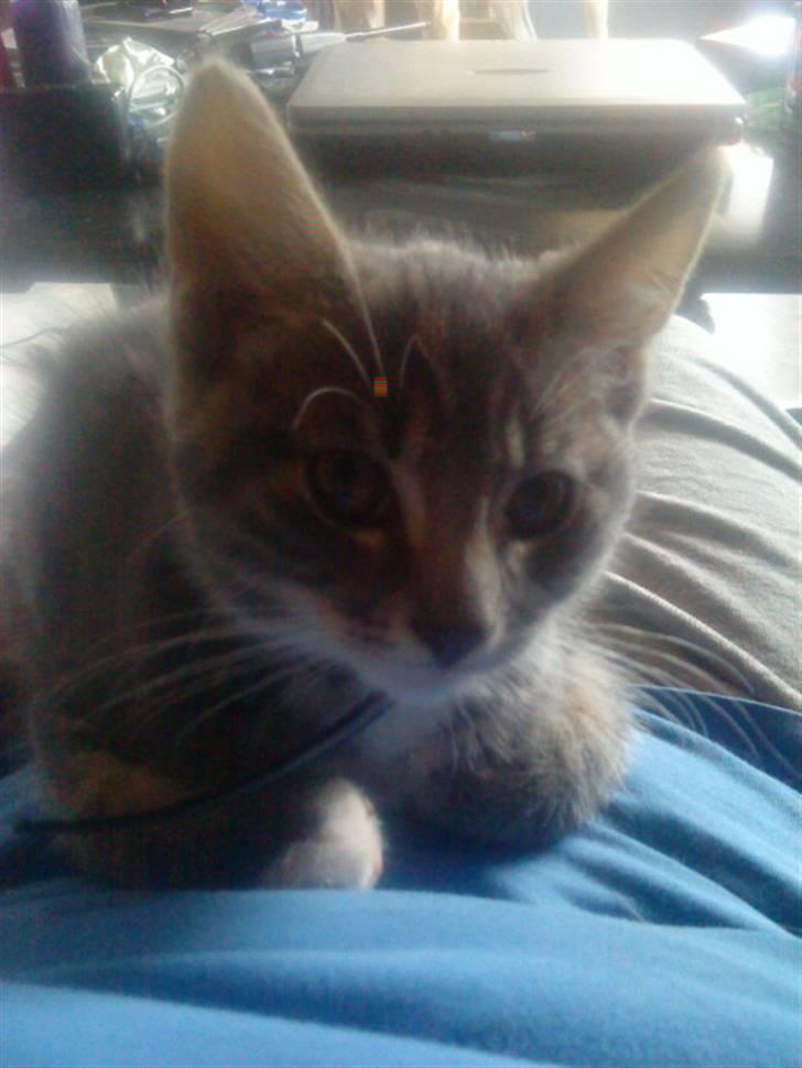 Huskat Dobby billede 6