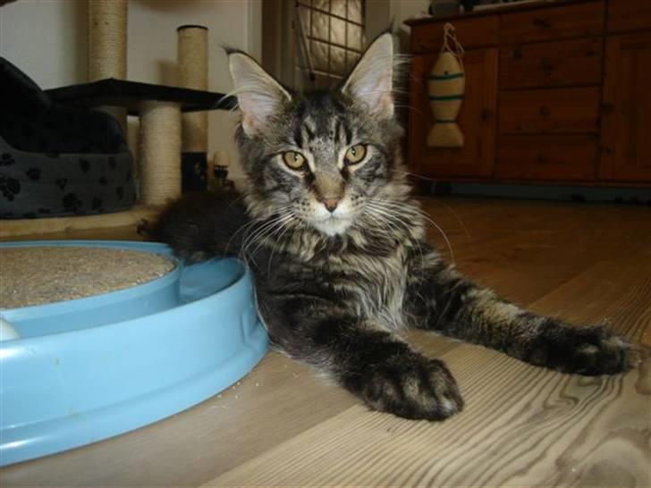 Maine Coon wicca shaicoonas taris billede 1