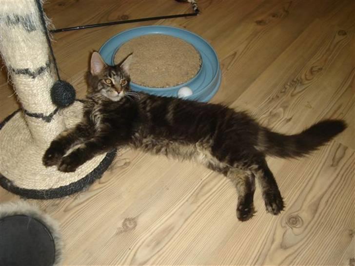 Maine Coon wicca shaicoonas taris billede 2